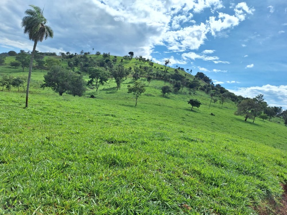 Fazenda - Venda - Rural - Rialma - GO