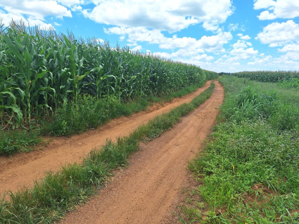 Fazenda - Venda - Rural - Alexnia - GO